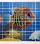 Glass mosaic hd 13 Glass mosaic hd 13