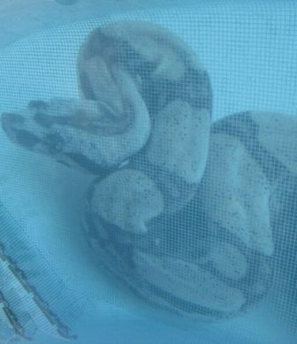 Glass mosaic hd pools05_3 mini